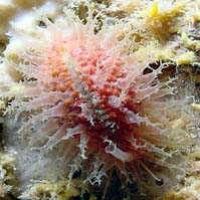  Live cowrie in Saipan Cave w/ Digital Still by Martin Dalsaso 